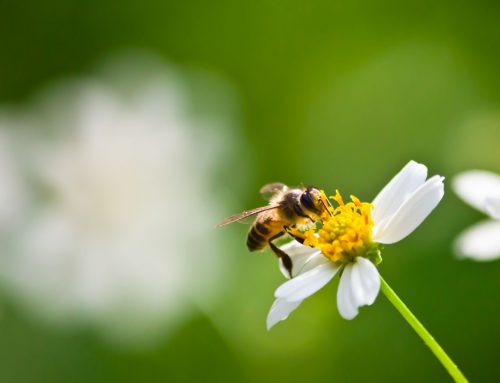 Pierwsze obloty pszczół